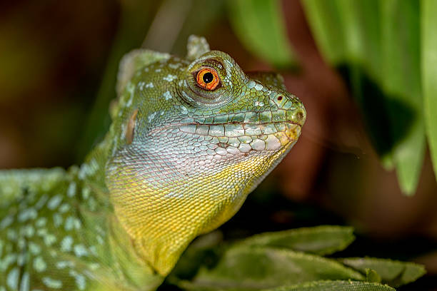 istock fantastic tropical macro green iguana eye. Selective focus on ey 532316559