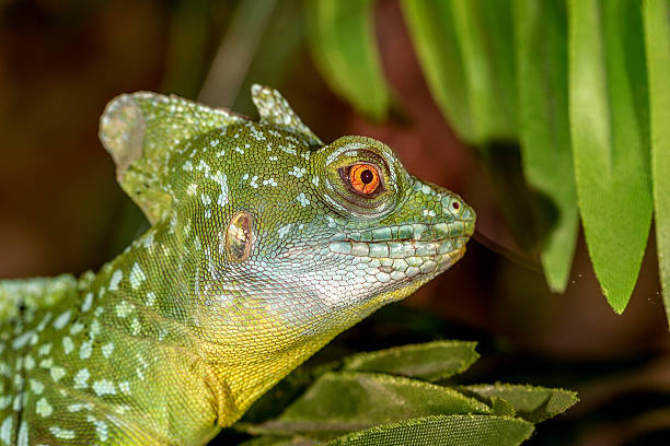 istock fantastic tropical macro green iguana eye. Selective focus on ey 532316561