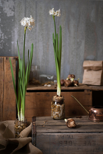 Two flowering Paperwhite Narcissus plants with additional blubs and canning jars on wooden crates.