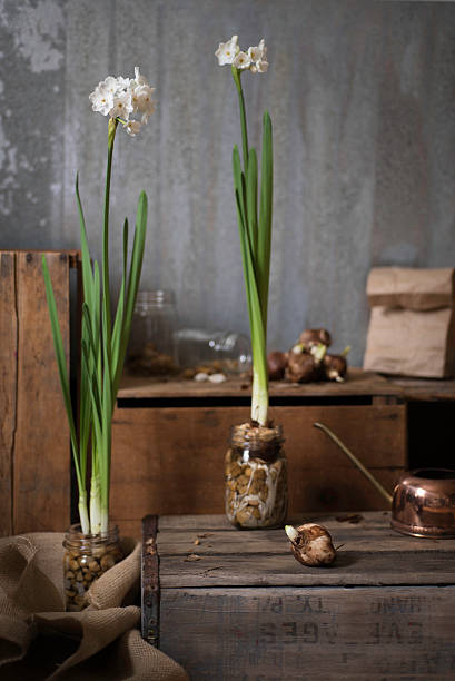 Flowering Paperwhite Narcissus Blubs in Canning Jars Two flowering Paperwhite Narcissus plants with additional blubs and canning jars on wooden crates. paperwhite narcissus stock pictures, royalty-free photos & images