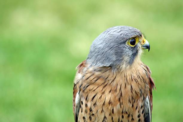 istock bird of prey 532318847