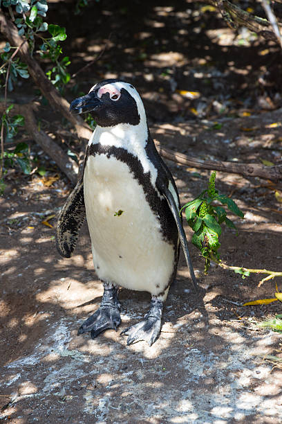 istock Penguin at Boulders Beach in Simonstown 532318935