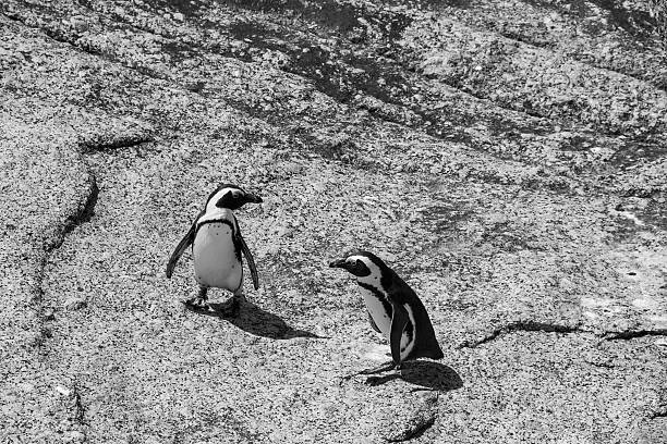 Penguins at Boulders Beach in Simonstown black and white