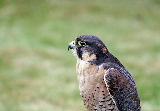 istock bird of prey 532318987