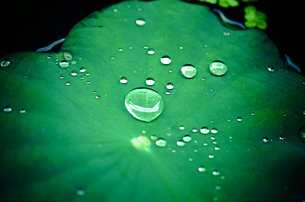 istock Close up of raindrops on a lotus leaf. macro view 532319261