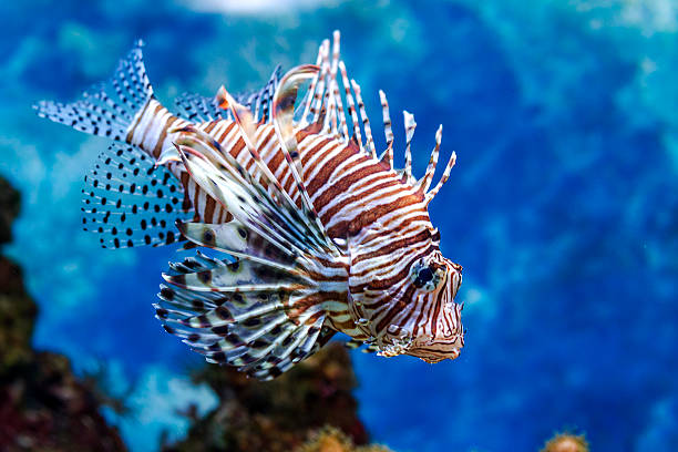 istock The underwater world. Bright Exotic Tropical coral fish 532319725