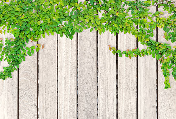 Hedge, Boxwood, Leaf, Green Color, Wall - Building Feature