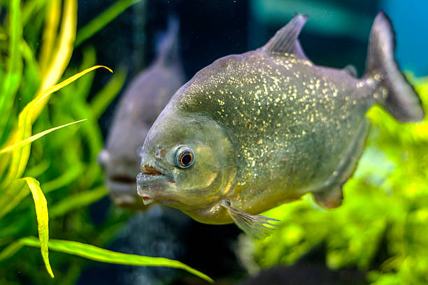 istock The underwater world. Bright Exotic Tropical coral fish 532320353