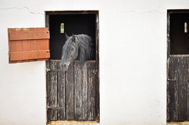 friesian で安定した馬 - horse black stallion friesian horse ストックフォトと画像