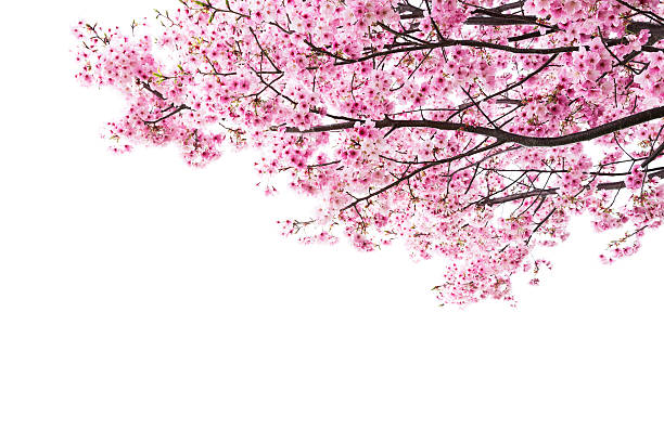 rosa fiori di ciliegio su bianco - vibrant color horizontal japan branch foto e immagini stock