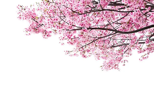 Pink cherry blossoms on white