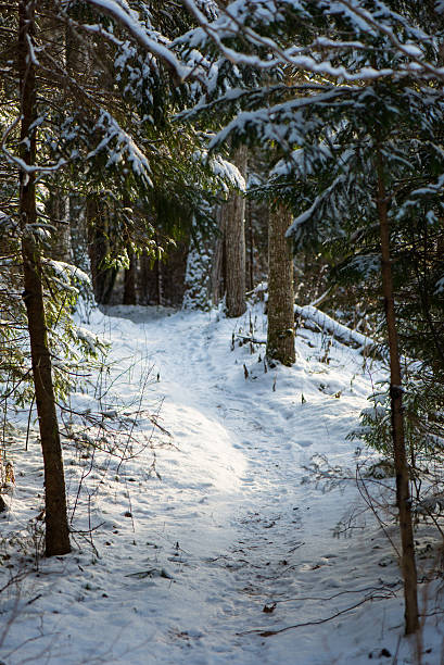 istock snowy winter forest with snow covered trees 532321515