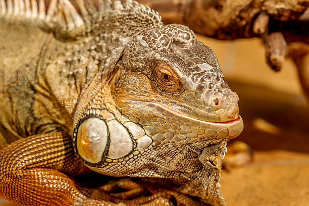 istock fantastic close-up portrait of tropical iguana. Selective focus, 532321675