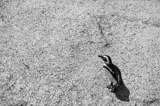 istock Penguin at Boulders Beach in Simonstown black and white 532322183