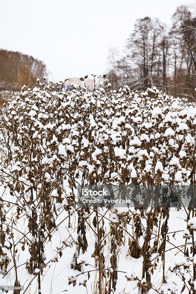 snow-covered burdock bushes in city park snow-covered burdock bushes in city park during snowfall 2015 Stock Photo