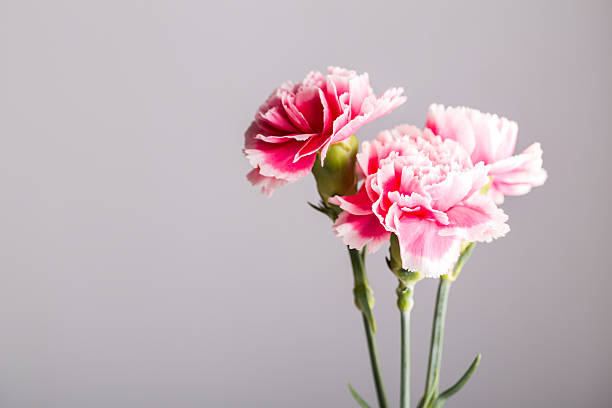 ホワイト、ピンクのカーネーションスタジオ撮影、灰色の背景 - dianthus ストックフォトと画像