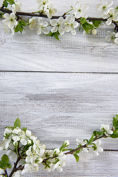 istock Spring flowering branch on white wooden background 532325920