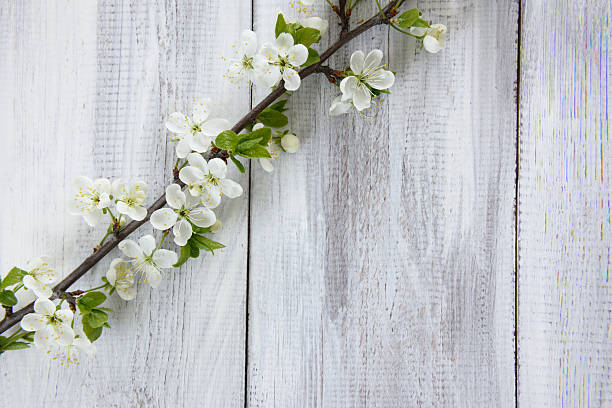 istock Spring flowering branch on white wooden background 532326214