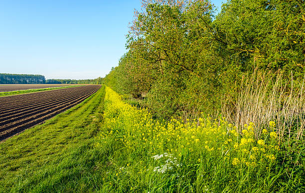 Fresh flowering wild plants along a field