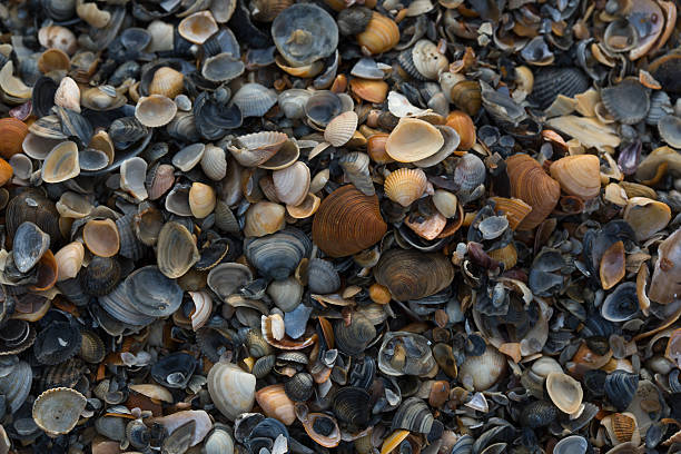 istock wide variety of seashells display texture and color 532326838