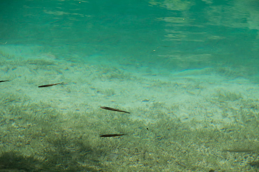 Fish swimming in Plitvice lake