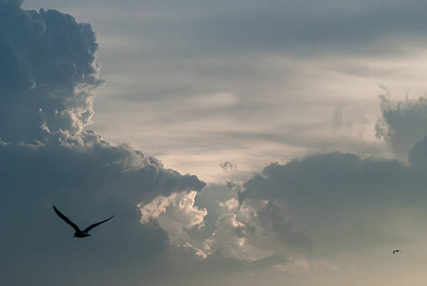 Natural background of  colorful dramatic blue sky during  sunset time with flying birds.
