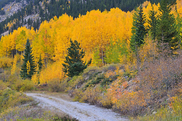 istock Fall colors along a country road in Colorado 532329098