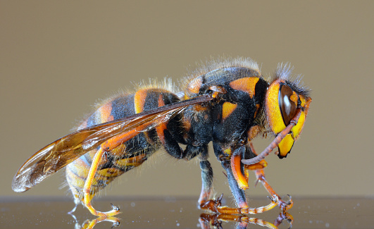 Avispón japonés gigante en primer plano macro, también llamada gorrión gigante abeja photo