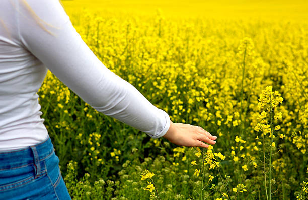istock Female hands touching rape flowers. 532330602