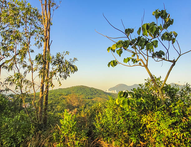 istock lamma island nature. hong kong 532330902