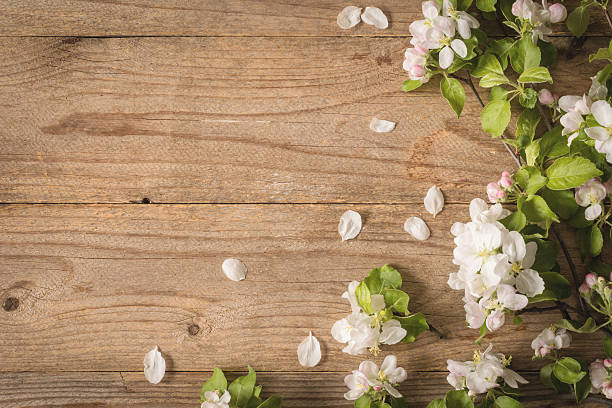 istock Apple blossoms on wooden background 532330914
