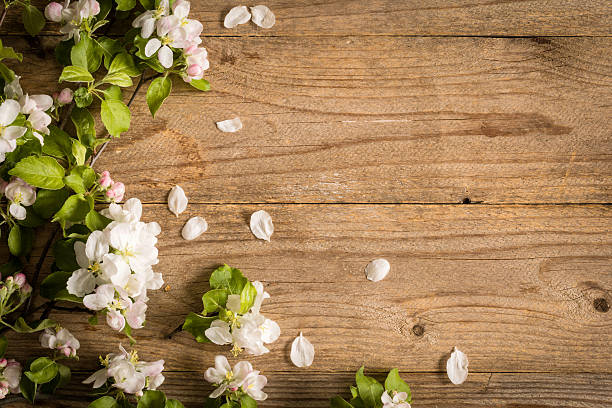 istock Spring flowers on wooden background with copy space 532331424