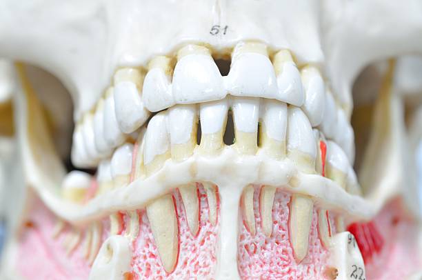 istock close up to human teeth anatomy 532331721