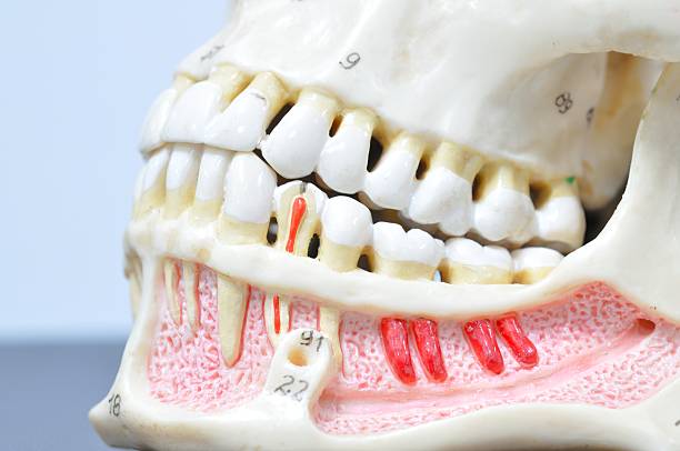 istock close up to human teeth anatomy 532331723