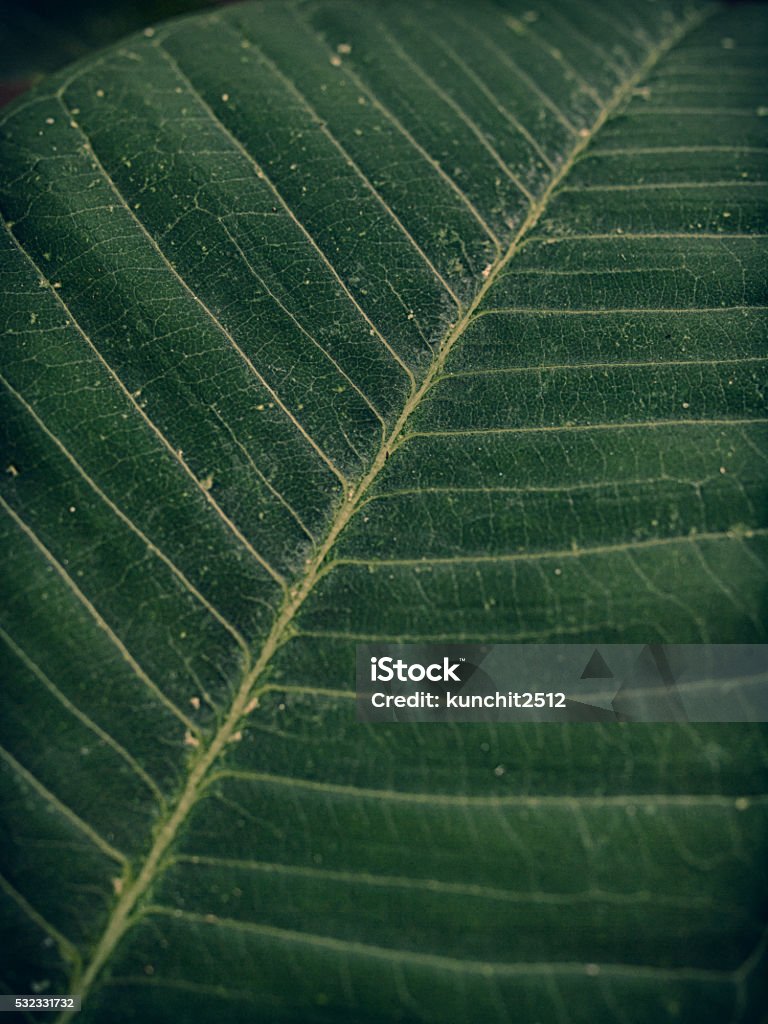 Botany Surface Texture Leaf Surface Texture Background Stock Photo - Download Image Now ...