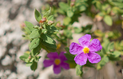 Rock Rose (Cistus) blooming in the wilderness