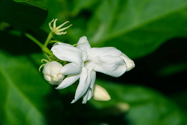 istock Jasmin flower in the garden. 532331832