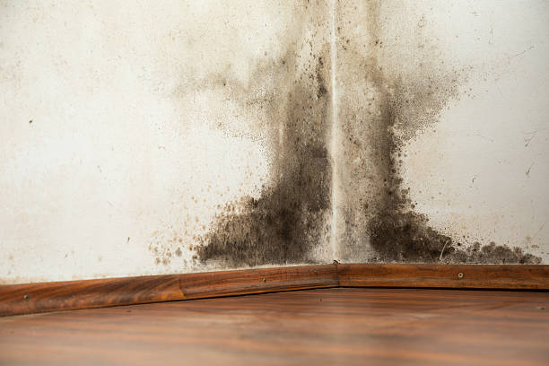 Black mould on a wet wall Black mould buildup in the corner of an old house spore photos stock pictures, royalty-free photos & images