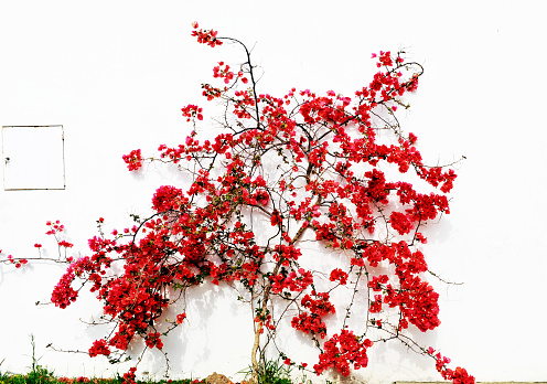 Bougainvillea climbing against the white wall of a house.