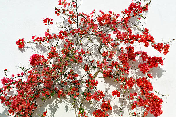 istock Blooming red Bougainvillea 532333436