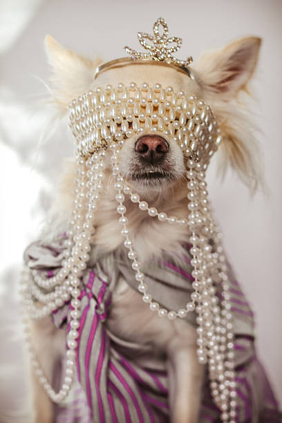chihuahua con una perla mark - dog chihuahua pampered pets pets foto e immagini stock