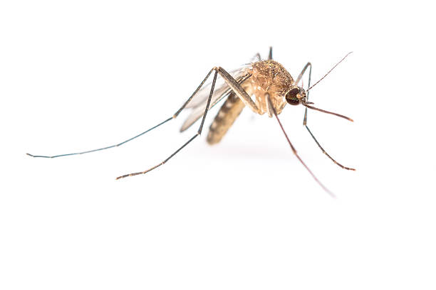 mosquito stock photo