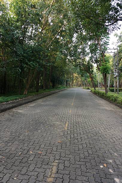 istock walking way to the forest in the morning 532333633