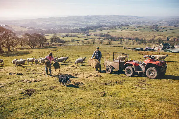 Husband and wife farmers putting out hay in the field for the sheep to feed on.