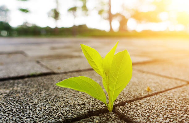 istock young plant growing from ground 532333670