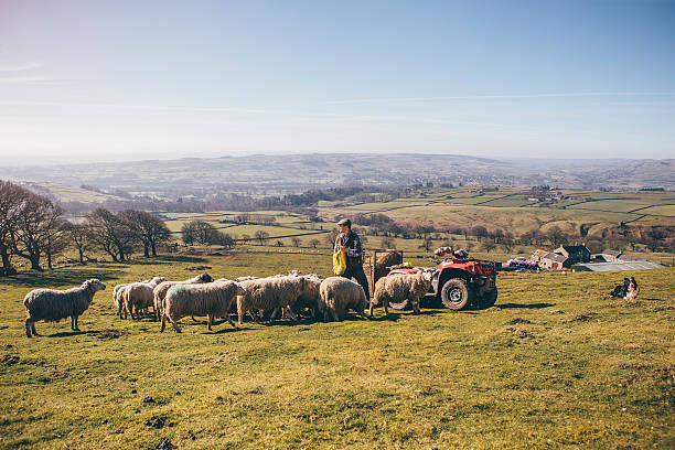 istock Farmer Putting Out Feed for the Sheep 532333964