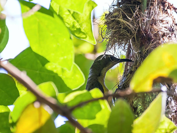 istock Female Olive-backed sunbird feeding her child 532333982