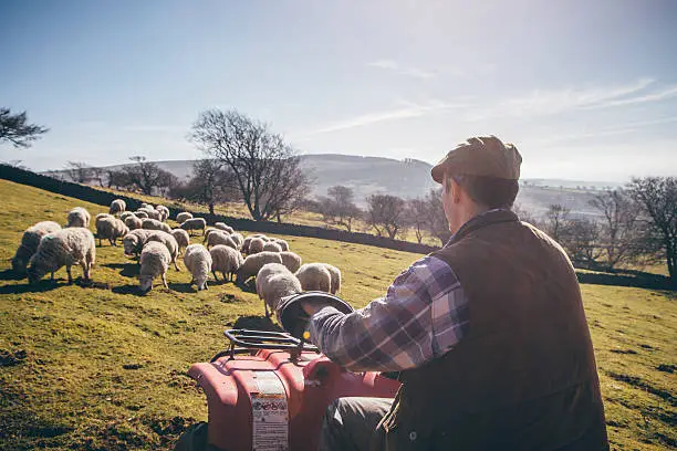 Over shoulder view of a male farmer sitting on a quad bike, herding sheep.