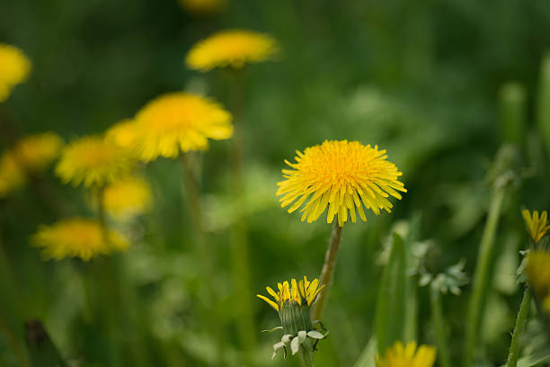 istock Yellow dandelion flower. 532334268