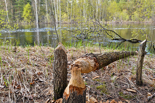istock Wood, dumped the beavers. 532334278